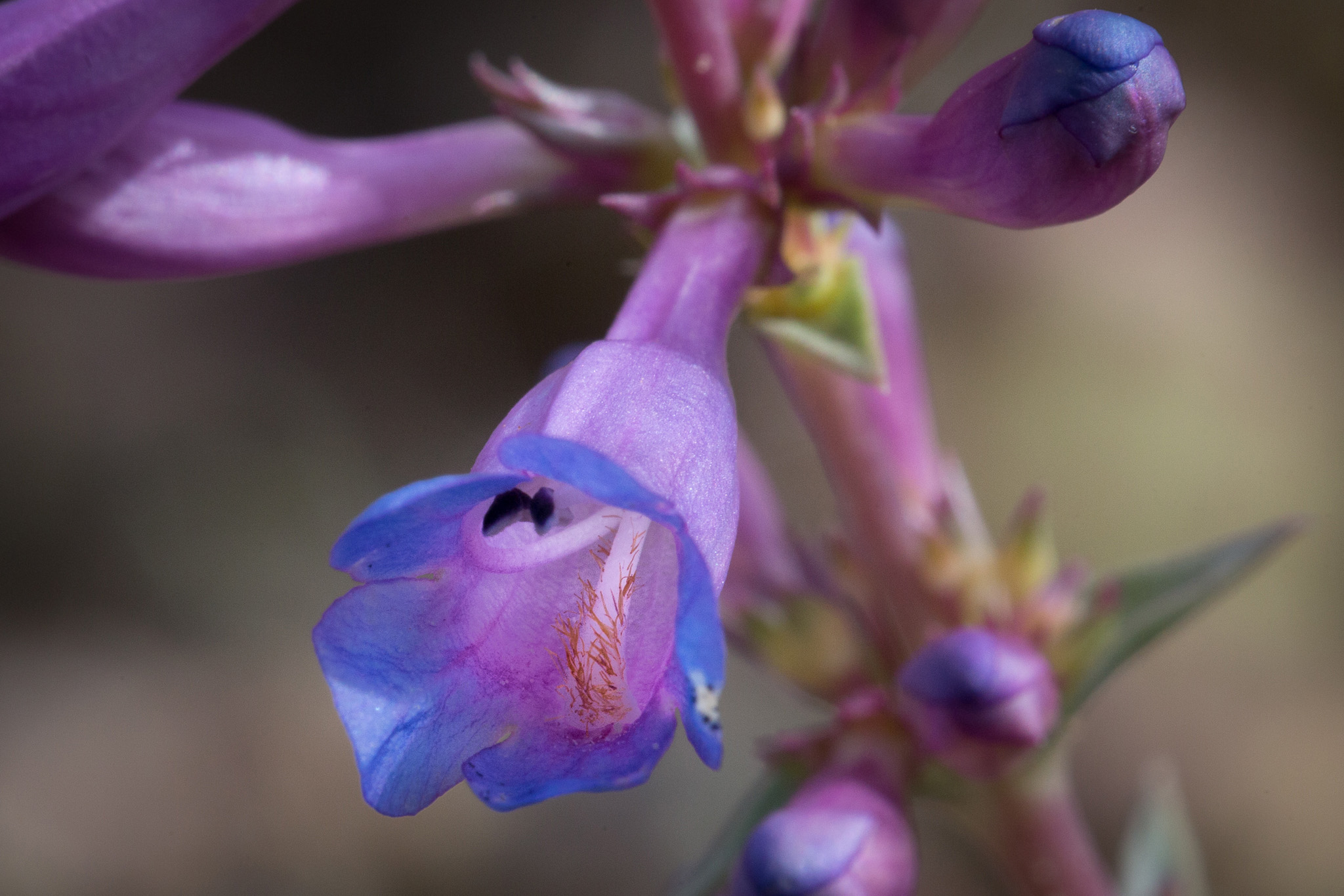 Penstemon angustifolius var. vernalensis | Wolfe Lab